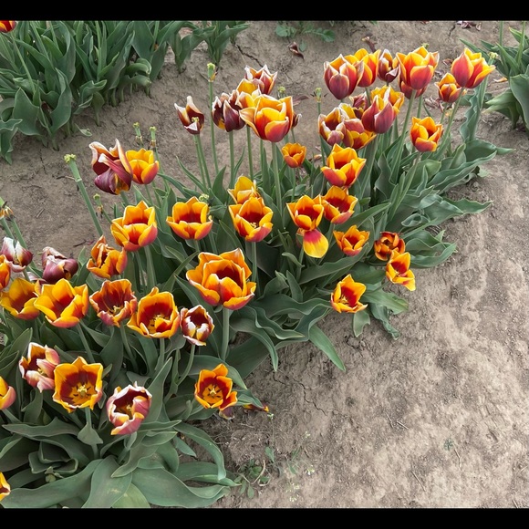 Meet your Posher, Ambassador J - Picture 8 of 9